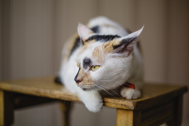 Un chat est assis sur une chaise avec un collier rouge.