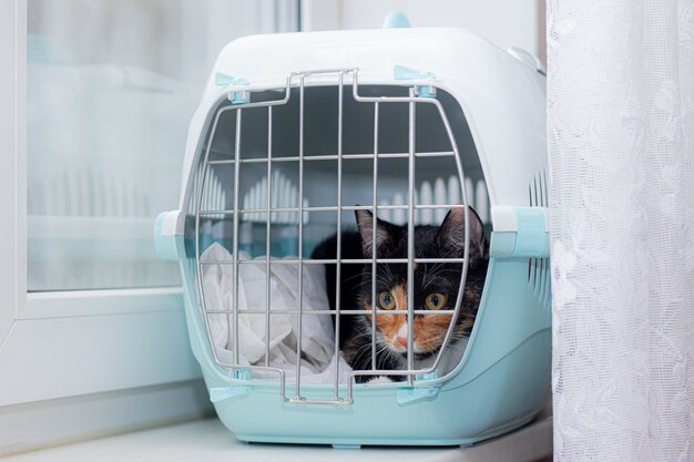 Le chat est assis dans une cage de transport pour animaux Un animal de compagnie Transport d'animaux