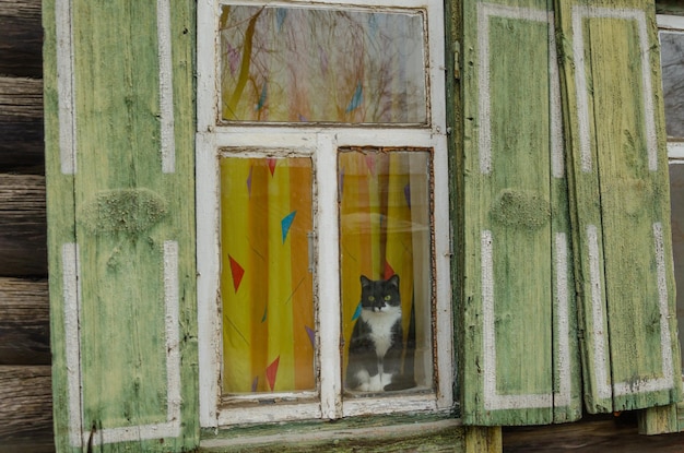 Un chat est assis dans une fenêtre avec un rideau jaune.