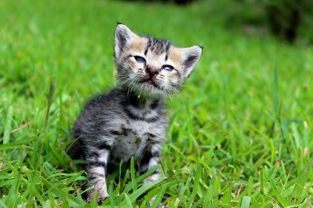 Le chat est assis dans l'herbe après la pluie Un chaton gris domestique marche sur l'herbe humide