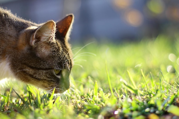 Un chat est assis dans l'herbe à la chasse en attente d'une proie un animal de compagnie en promenade