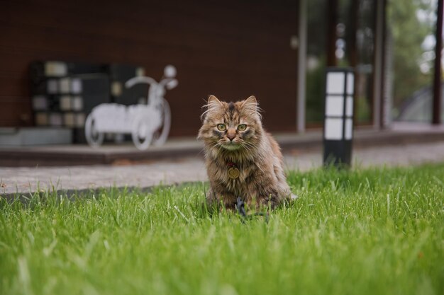 Un chat est assis dans l'herbe devant une maison.