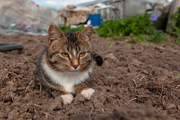 Le chat est assis dans le jardin en train de se prélasser au soleil...