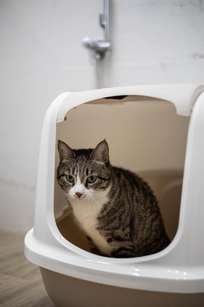 Le chat est assis dans une litière pour chat