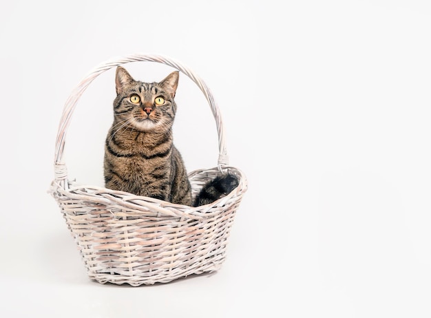 Photo le chat est assis dans un panier sur un fond blanc