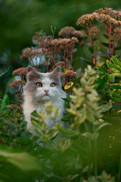 Le chat est assis sur la fleur dans le jardin au début du printemps Chat dans les fleurs Chat assis dans la nature Tendresse printanière de la nature Chat dans un jardin printanier coloré par une belle journée de printemps