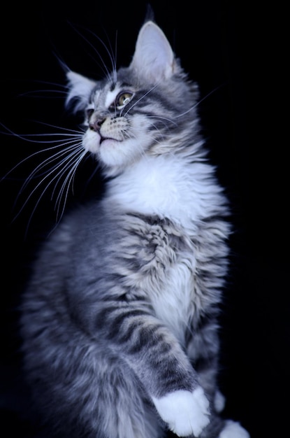 Le chat est assis sur un fond gris Maine Coon.