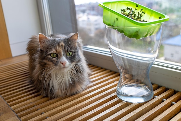 Le chat est assis sur une grille de chauffage en bois sur le sol à côté d'un vase en verre