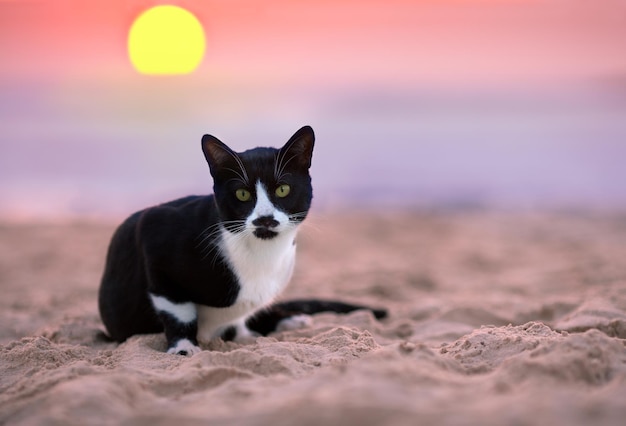 Le chat est assis sur la plage au coucher du soleil