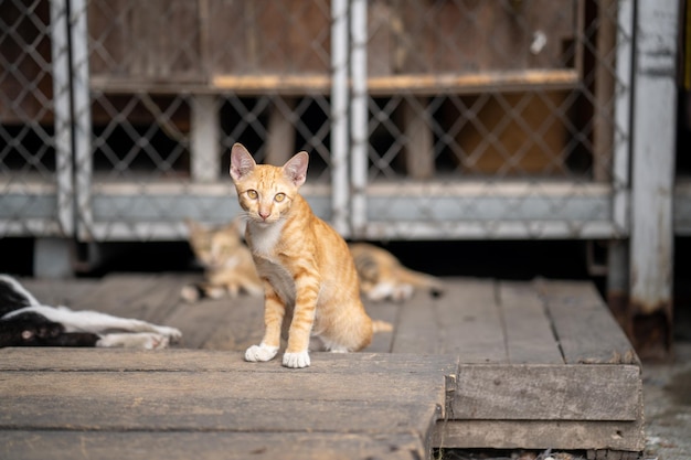 Un chat est assis sur un plancher en bois devant une clôture.