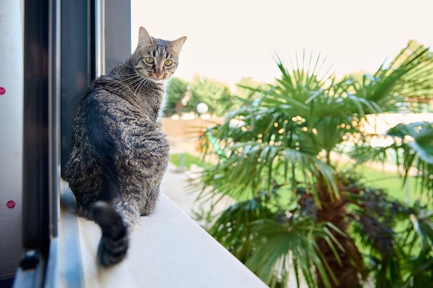 Un chat est assis sur un rebord de fenêtre à la recherche d'un palmier.
