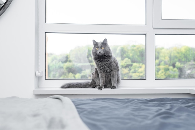 un chat est assis sur un rebord de fenêtre en regardant par la fenêtre