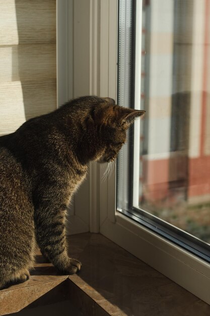 Le chat est assis sur le rebord de la fenêtre et regarde par la fenêtre