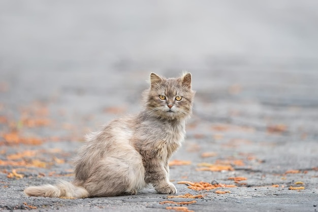 Un chat est assis sur une route goudronnée