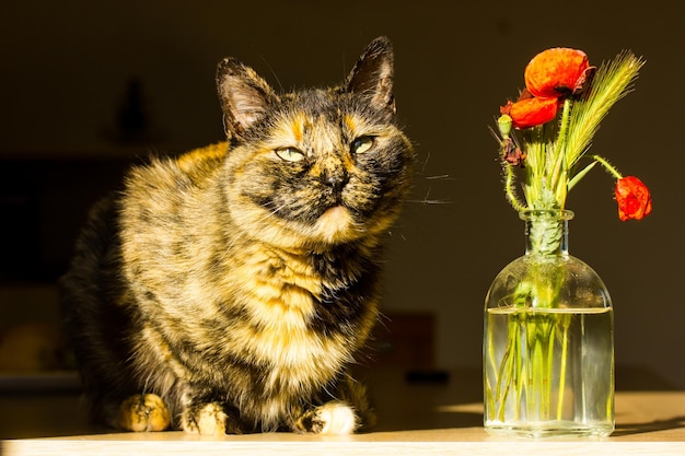 Photo un chat est assis sur une table à côté d'un vase de fleurs.