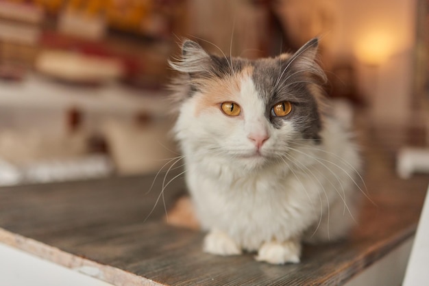 Un chat est assis sur la table