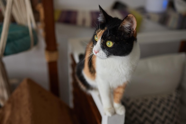 Un chat est assis sur la table