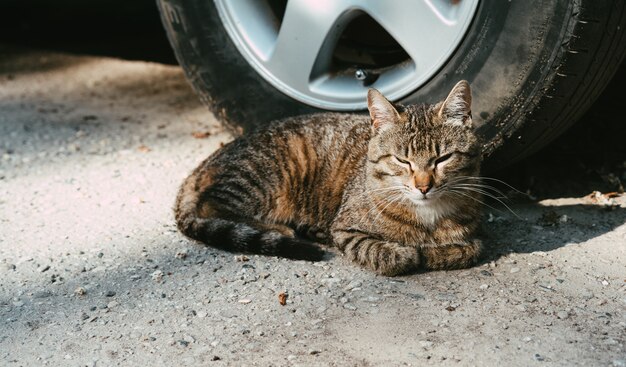 Le chat est au soleil