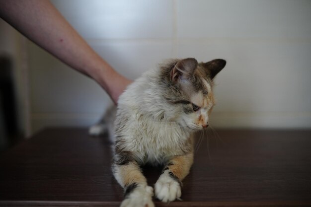 Un chat est caressé par une personne.