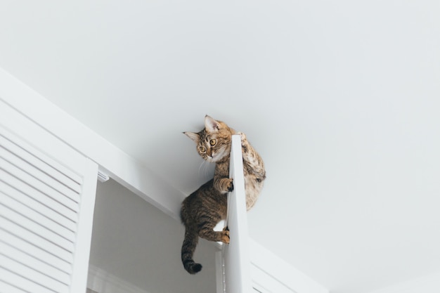 Photo le chat est coincé et s'assoit à la porte du placard