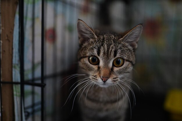 Un chat est dans une cage avec une fleur sur le mur.