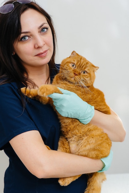 chat est examiné et traité dans une clinique vétérinaire