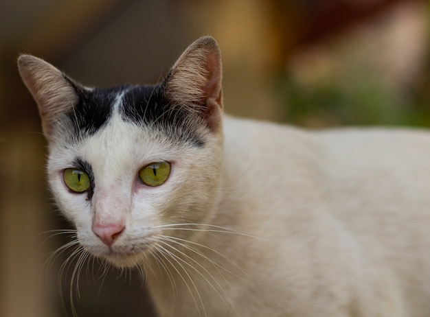 Le chat est très mignon et blanc chat Thaïlande dans la maison.