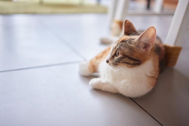 Le chat était assis sur le sol en ciment