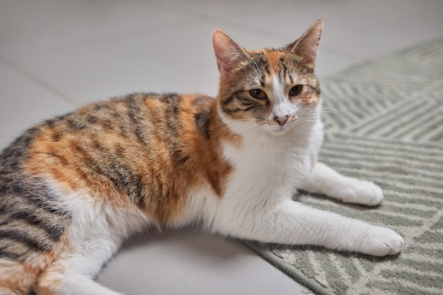 Le chat était assis sur le sol en ciment