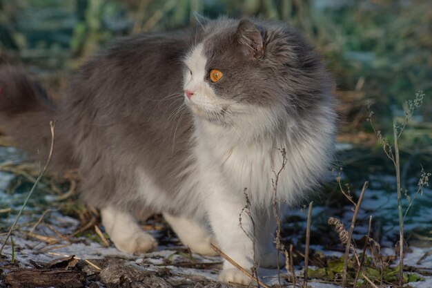 Chat étonné à l'extérieur en hiver pendant les chutes de neige Chat émerveillé assis dans la neige un matin d'hiver brumeux