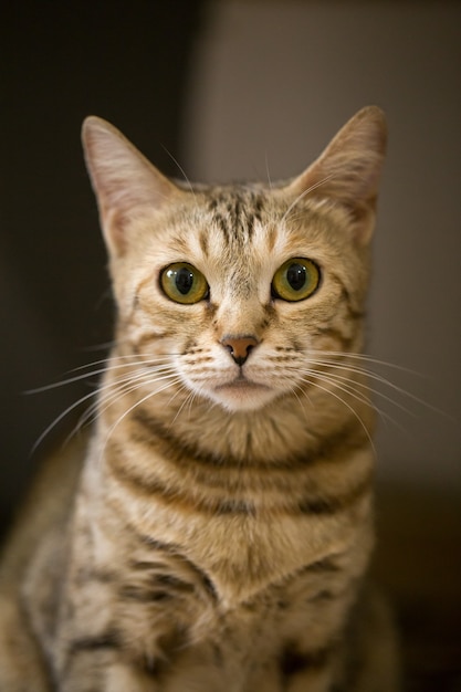 Chat européen à poil court brun à la recherche dans l'appareil photo