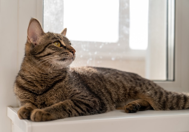 Chat Européen à Poil Court Couché Sur Le Rebord De La Fenêtre