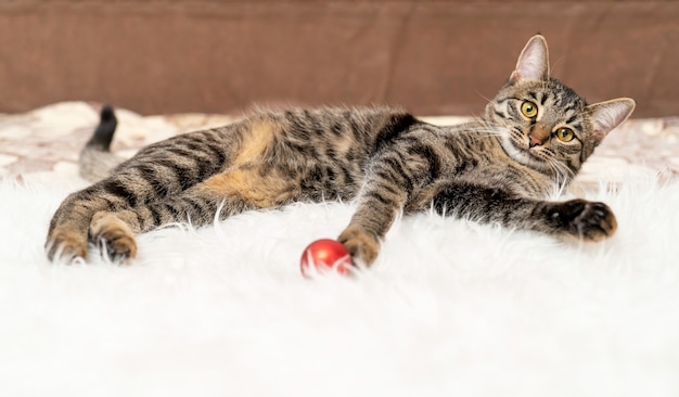 Photo chat européen à poils courts jouant avec une boule rouge