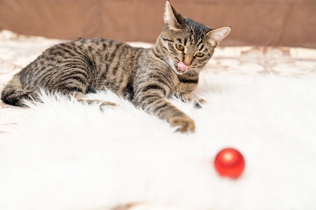 Un chat européen à poils courts lèche ses lèvres tout en regardant son jouet préféré