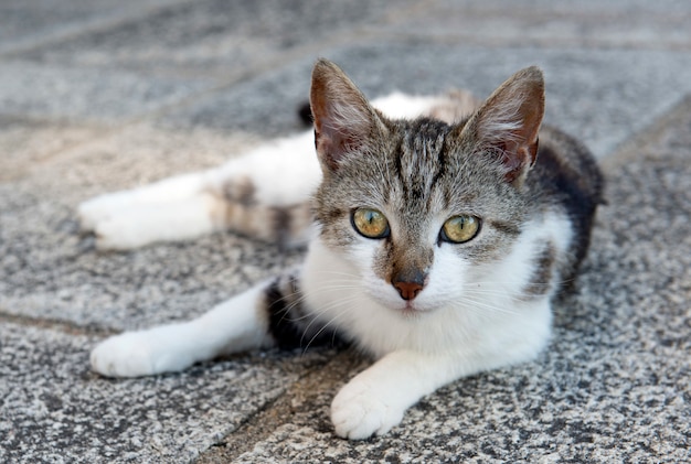 chat européen