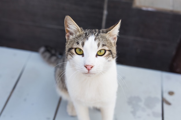 Chat à l'extérieur. Chat mignon dans le jardin