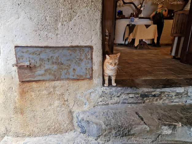 Chat à l'extérieur de la taverne san fruttuoso