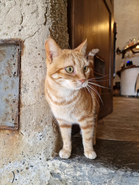 Chat à l'extérieur de la taverne san fruttuoso