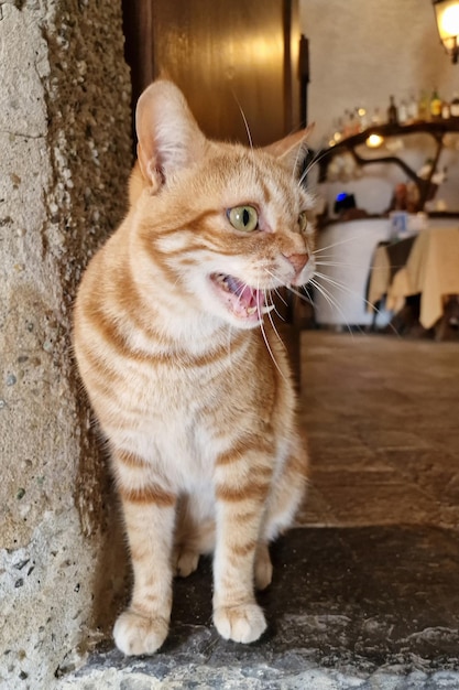 Chat à l'extérieur de la taverne san fruttuoso