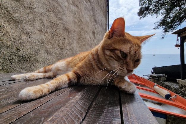 Chat à l'extérieur de la taverne san fruttuoso