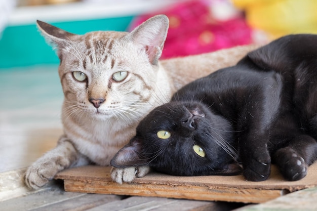 Chat de famille noir et gris regardant fixement coloré