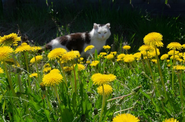 Un chat flou dans les pissenlits dans une prairie ensoleillée