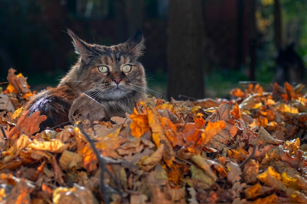 Le chat Fluffy Maine Coon se faufile dans le parc d'automne à travers les feuilles mortes