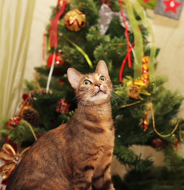 Chat sur le fond d'un arbre de Noël décoré en gros plan