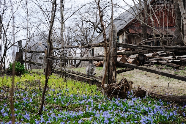 Chat sur fond de maison de village et primevères de printemps