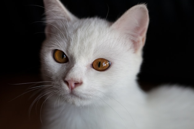 Chat sur un fond noir