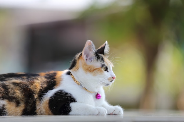 Chat en fond de verre