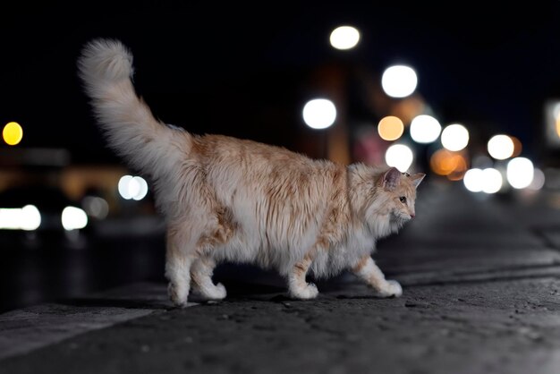 Chat de forêt norvégien