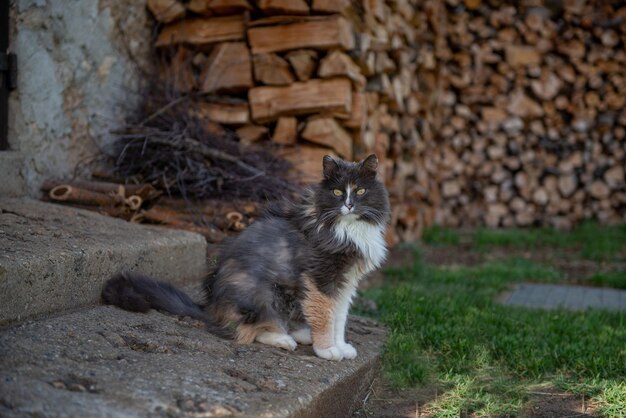 Chat des Forêts Norvégiennes