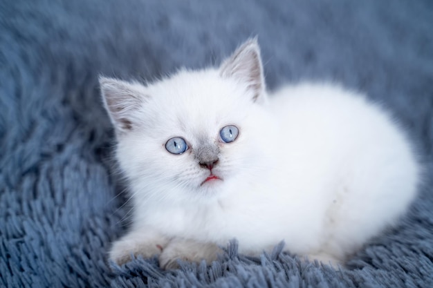 Chat à fourrure blanche chat chaton dans une pose détendue et exposée portant sur la couverture bleue et regardant quelque chose
